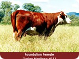 foundation-female